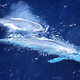 Two blue whales make another depressing 3,000-mile trek to their rapidly shrinking feeding grounds.